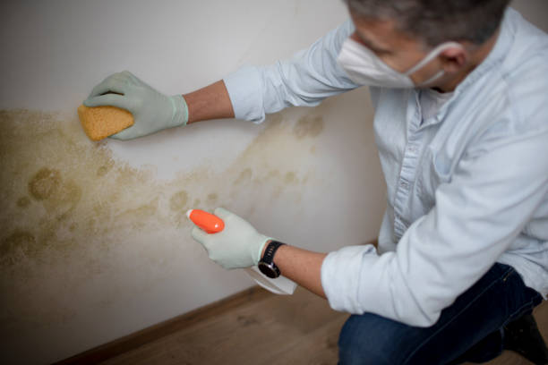 Office Mold Removal Services in Chehalis, WA