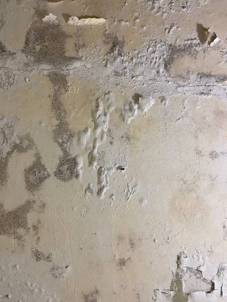 Best Mold Cleaning Services  in Chehalis, WA