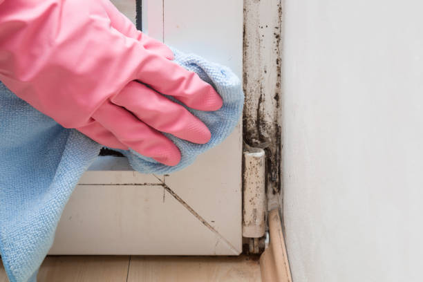 Best Toxic Mold Removal  in Chehalis, WA